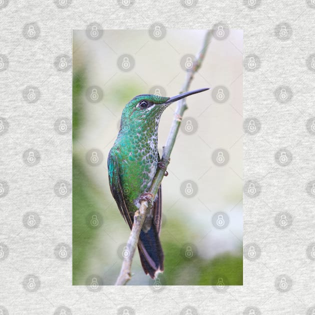 Green-crowned Brilliant hummingbird - Costa Rica by Jim Cumming